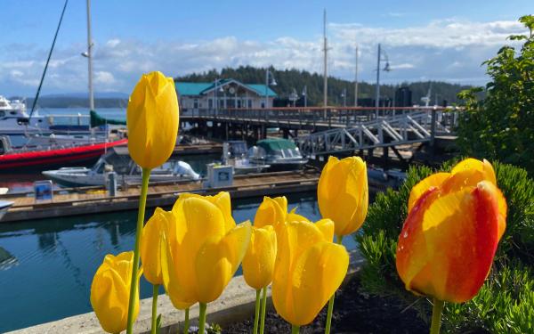 Friday Harbor, Washington