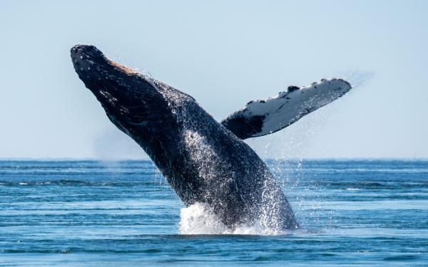 San Juan Island, Washington