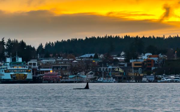 Maya's Legacy Whale Watching, Friday Harbor, WA