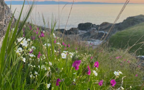 Wild Flowers in front of the Sea on San Juan Island, Washington