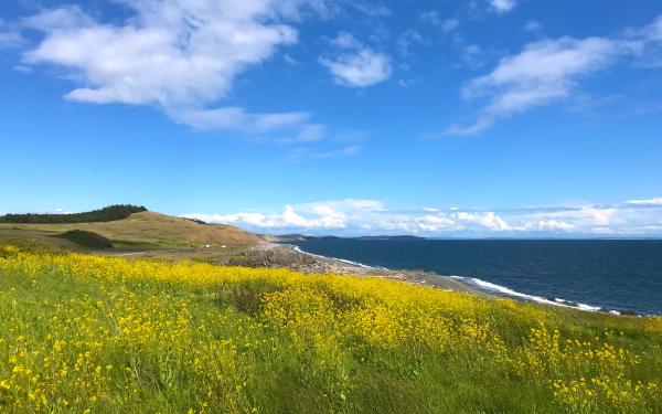 Field of wild flowers overlooking the ocean at Cattle Point, San Juan Island, Washington