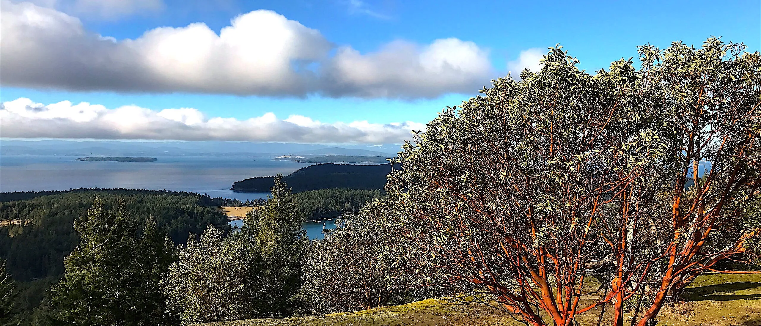 Madrona over Mount Young on San Juan Island