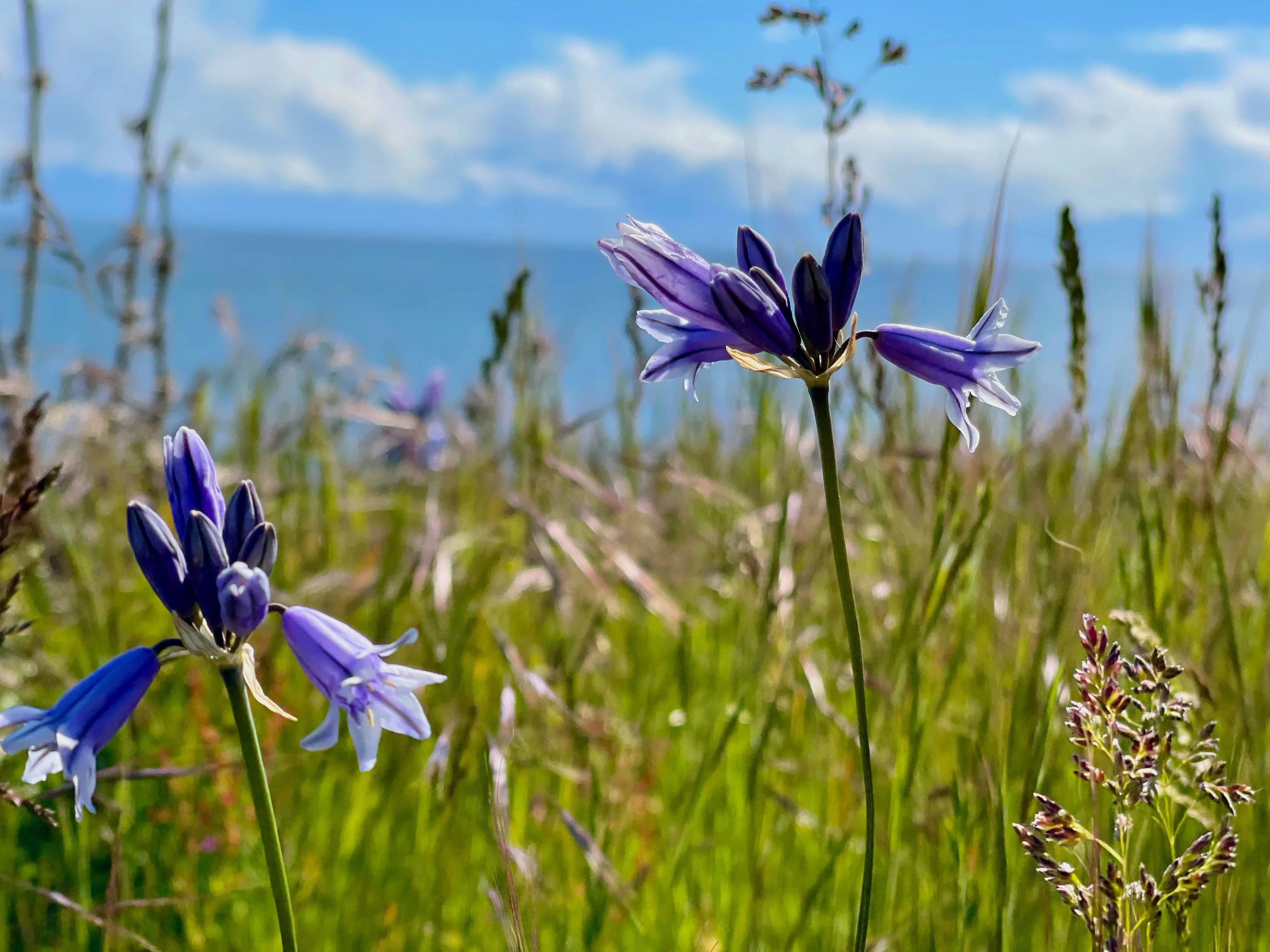 San Juan Island, Washington