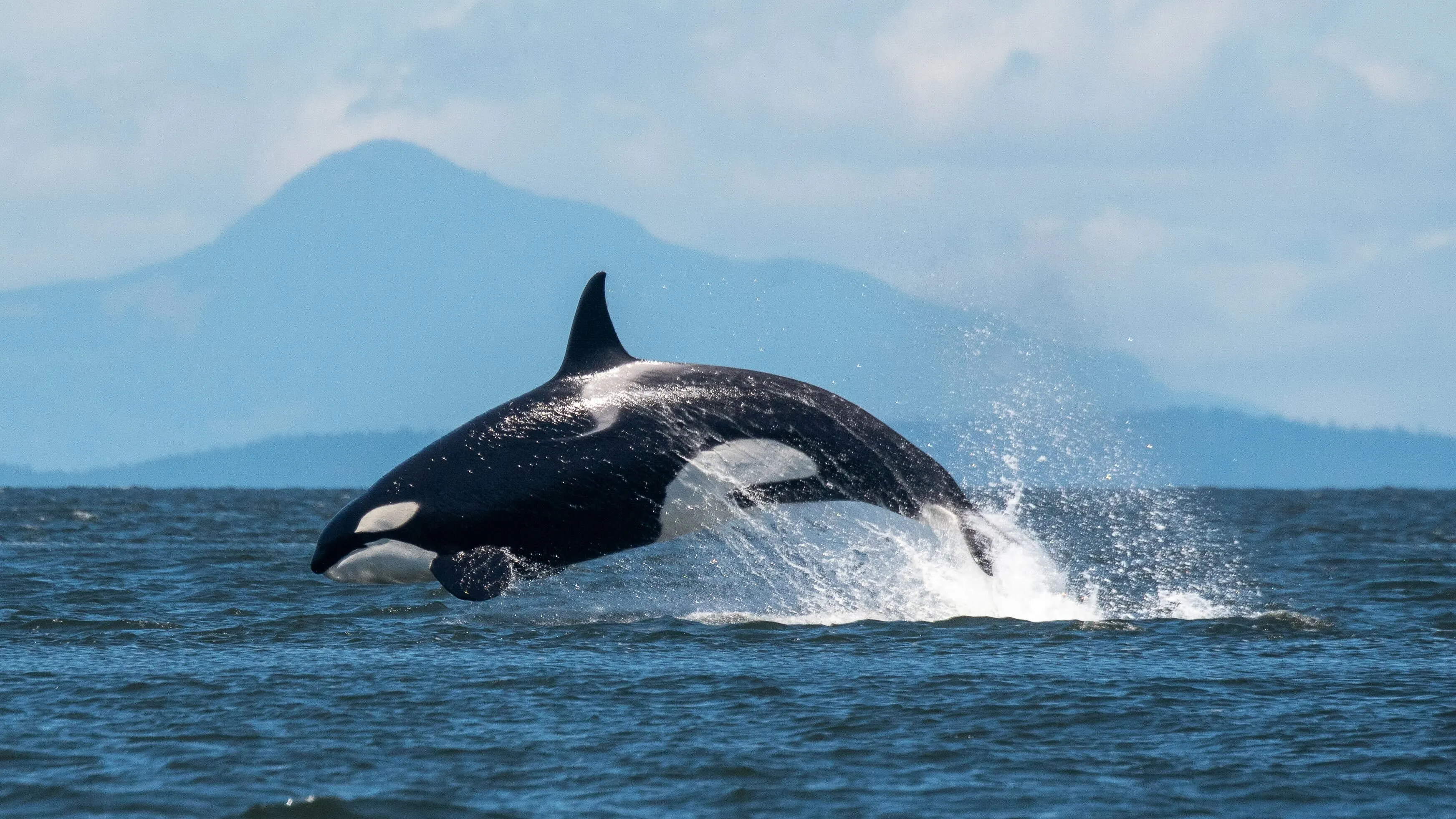 Orca Breaching, Whale Watching on San Juan Island, Washington